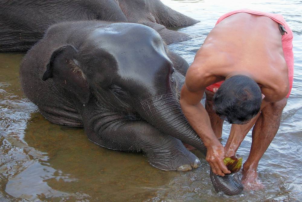 Kodanad Elephant Training Centre